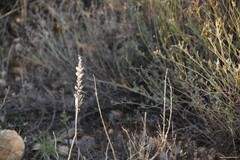 Bellardia trixago