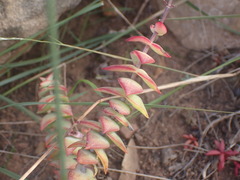 Crassula perforata