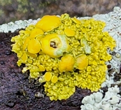Xanthorioideae