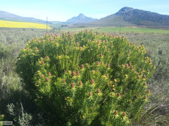 Leucadendron teretifolium