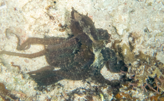 Octopus cyanea