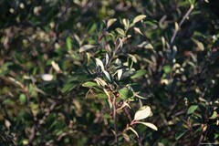 Cotoneaster tomentosus