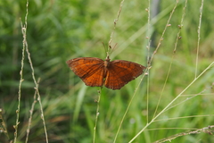 Ariadne ariadne alterna