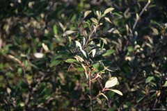 Cotoneaster tomentosus