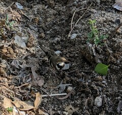 Dendronanthus indicus