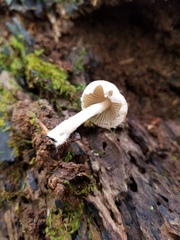 Psathyrella spintrigeroides