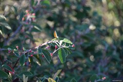 Cotoneaster tomentosus