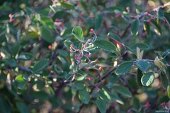 Cotoneaster tomentosus