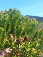 Leucadendron teretifolium