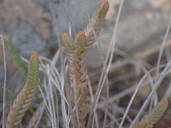 Crassula muscosa