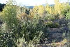 Cotoneaster tomentosus