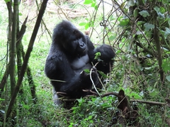 Gorilla beringei beringei