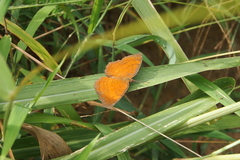 Ariadne ariadne alterna