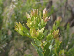 Polygala myrtifolia