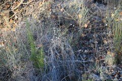 Bituminaria bituminosa