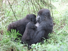 Gorilla beringei beringei