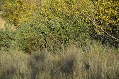 Cotoneaster tomentosus