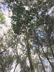 Corynocarpus laevigatus