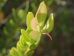 Polygala myrtifolia