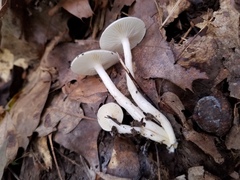 Hygrophorus occidentalis