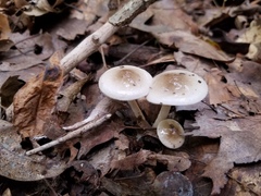 Hygrophorus occidentalis