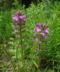 Pedicularis macrochila