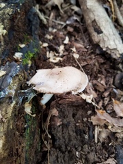 Pluteus hongoi