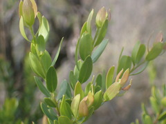 Polygala myrtifolia