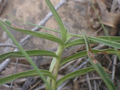 Commelina africana