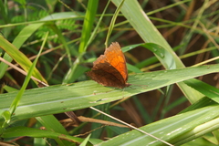 Ariadne ariadne alterna
