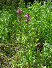 Pedicularis macrochila
