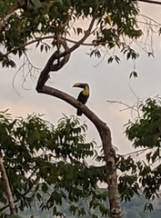 Ramphastos ambiguus