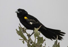White-Winged Widowbird photo 1
