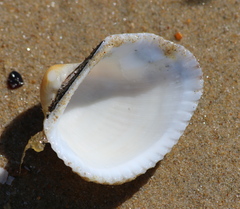 Anadara kagoshimensis