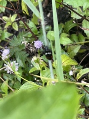 Callitettix versicolor