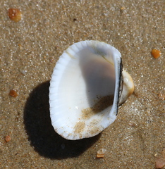 Anadara kagoshimensis