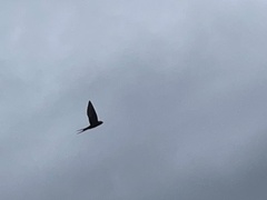 Hirundo rustica