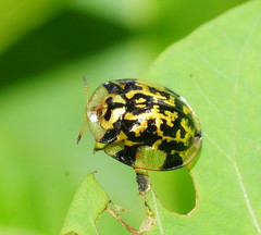 Aspidimorpha maculatissima