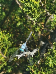 Trithemis