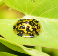 Aspidimorpha maculatissima