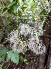 Clematis aristata