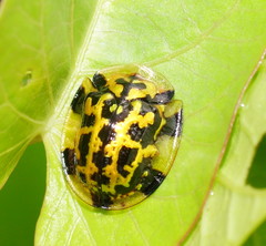 Aspidimorpha maculatissima