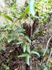 Clematis aristata