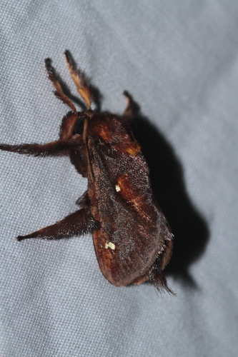 Sibine lophostigma