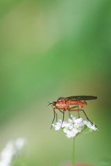 Empis