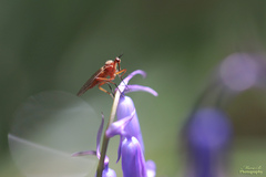 Empis