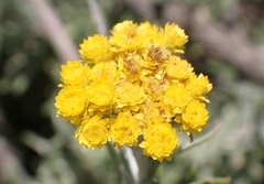Helichrysum splendidum