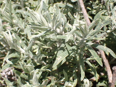 Helichrysum splendidum