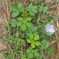 Ipomoea pes-tigridis
