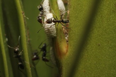 Dysmicoccus macrozamiae